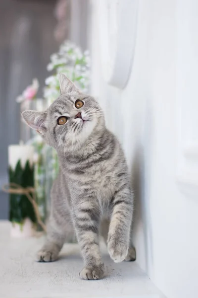 Yaz fotoğraf poz İskoç yavru kedi