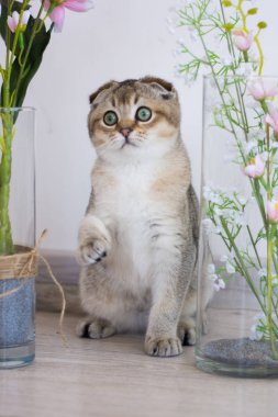 Yaz fotoğraf poz İskoç yavru kedi