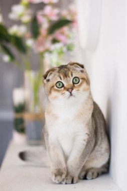 Yaz fotoğraf poz İskoç yavru kedi