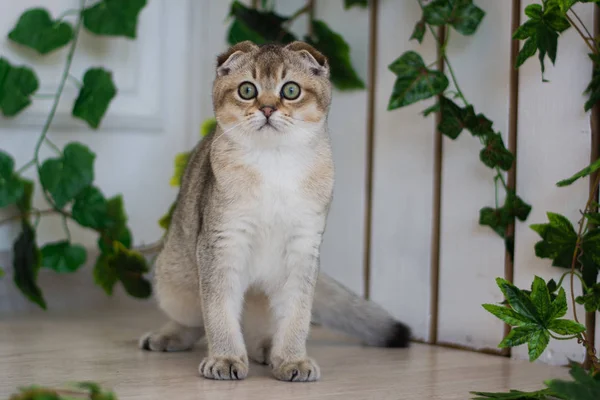 Yaz fotoğraf poz İskoç yavru kedi