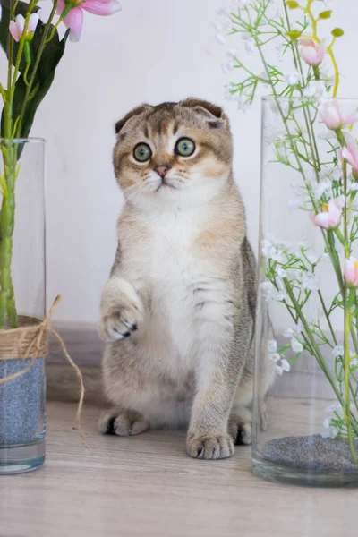 Yaz fotoğraf poz İskoç yavru kedi