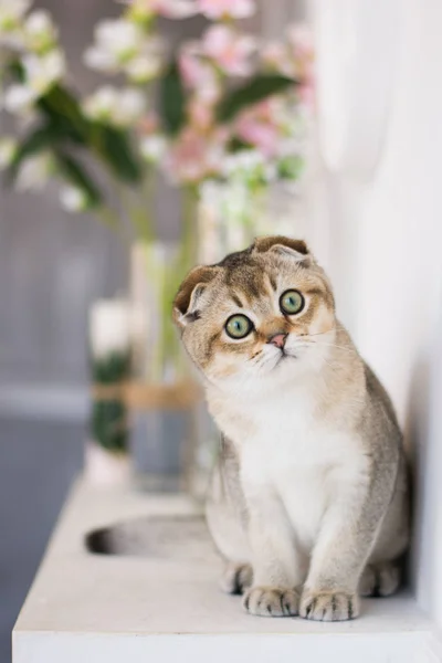 Gatinho Escocês Posando Foto Verão — Fotografia de Stock