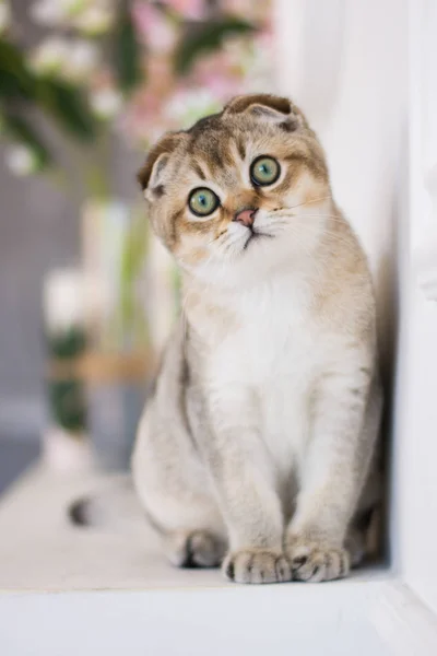 スコティッシュ子猫夏写真のポーズ — ストック写真