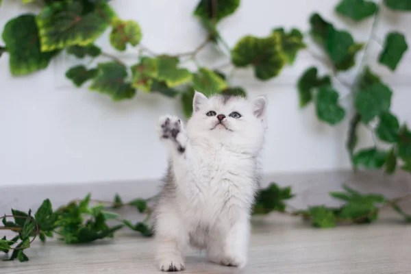 Schottisches Kätzchen Posiert Für Sommer Foto — Stockfoto