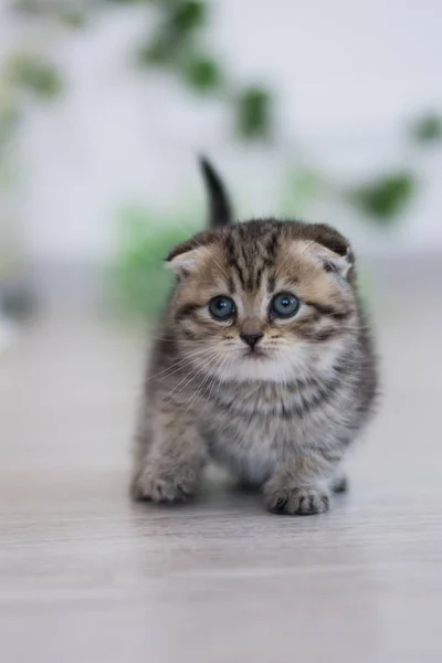 Schotse Kitten Poseren Zomer Foto — Stockfoto
