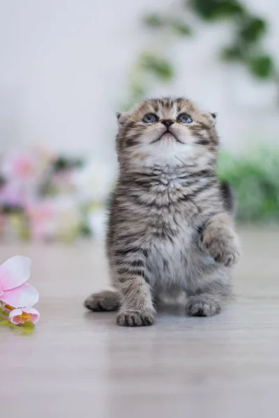 Scottish Kitten Posing Summer Photo — Stock Photo, Image