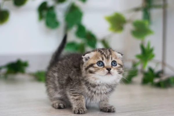 Scottish Kitten Posing Summer Photo — Stock Photo, Image