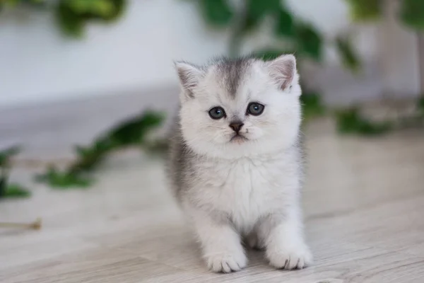 Gatinho Escocês Posando Foto Verão — Fotografia de Stock