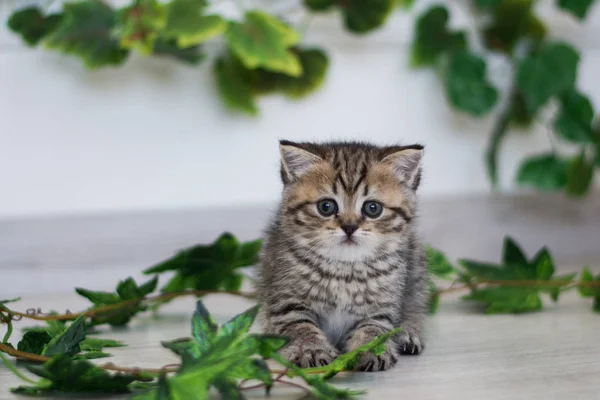 Schottisches Kätzchen Posiert Für Sommer Foto — Stockfoto