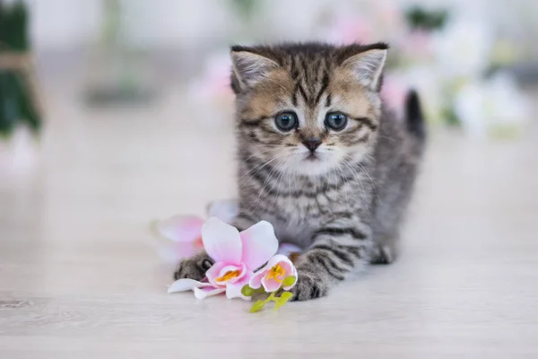 Scottish Kitten Posing Summer Photo — Stock Photo, Image