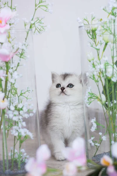 Scottish Kitten Posing Summer Photo — Stock Photo, Image