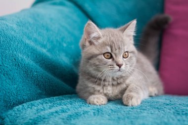 İskoç kedi poz fotoğraf