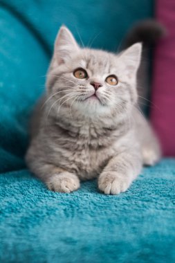 İskoç kedi poz fotoğraf