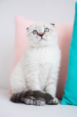 İskoç kedi poz fotoğraf