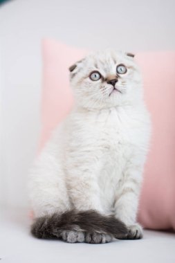 İskoç kedi poz fotoğraf