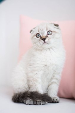 İskoç kedi poz fotoğraf