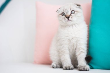 İskoç kedi poz fotoğraf