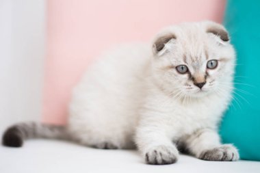 İskoç kedi poz fotoğraf