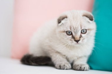 İskoç kedi poz fotoğraf