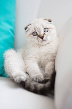 İskoç kedi poz fotoğraf