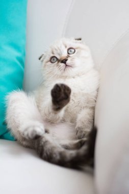 İskoç kedi poz fotoğraf