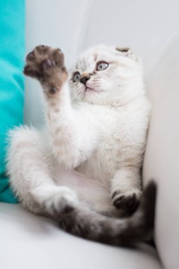 İskoç kedi poz fotoğraf