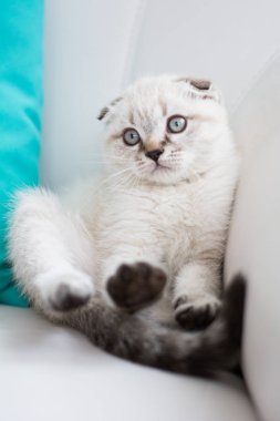 İskoç kedi poz fotoğraf