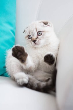 İskoç kedi poz fotoğraf