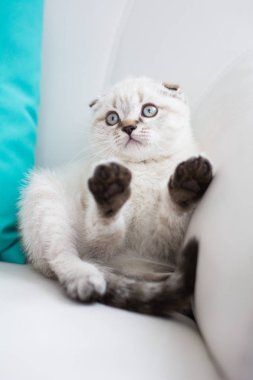 İskoç kedi poz fotoğraf