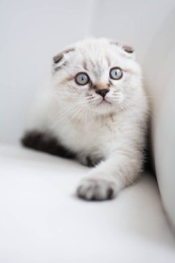 İskoç kedi poz fotoğraf