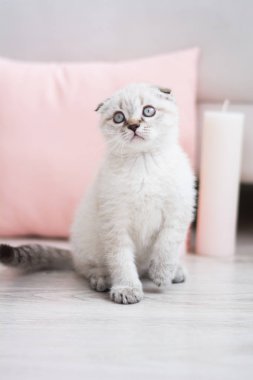 İskoç kedi poz fotoğraf