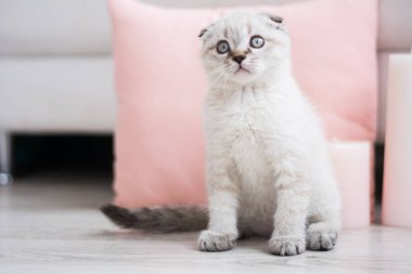 İskoç kedi poz fotoğraf