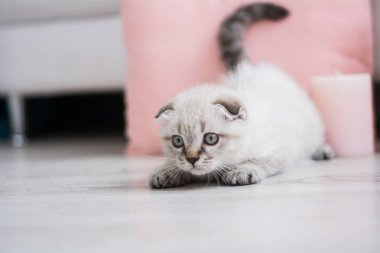 İskoç kedi poz fotoğraf