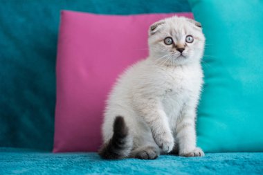 İskoç kedi poz fotoğraf