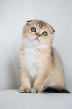 İskoç kedi poz fotoğraf