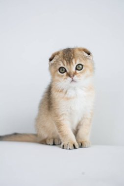 İskoç kedi poz fotoğraf