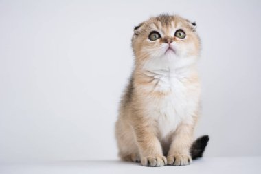 İskoç kedi poz fotoğraf