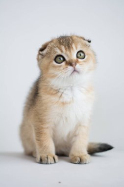 İskoç kedi poz fotoğraf