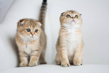 İskoç kedi poz fotoğraf