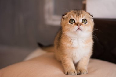 İskoç kedi poz fotoğraf