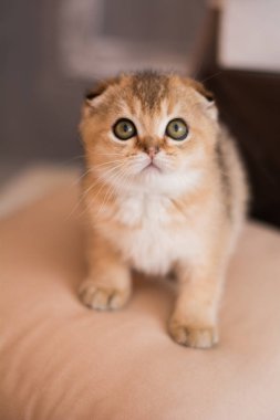 İskoç kedi poz fotoğraf