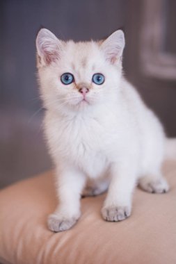 İskoç kedi poz fotoğraf