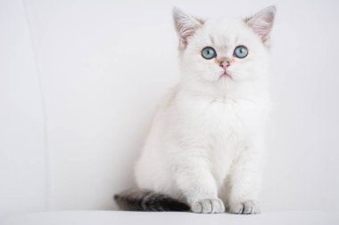 İskoç kedi poz fotoğraf