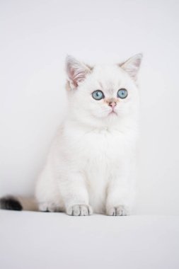 İskoç kedi poz fotoğraf