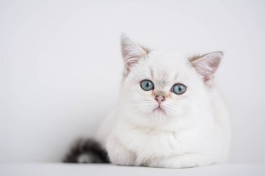 İskoç kedi poz fotoğraf