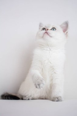 İskoç kedi poz fotoğraf