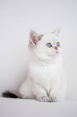 İskoç kedi poz fotoğraf