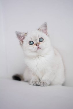 İskoç kedi poz fotoğraf