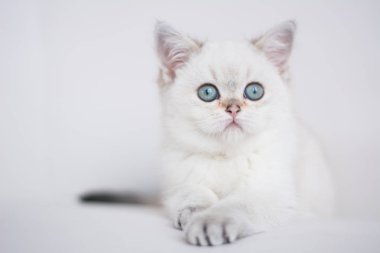 İskoç kedi poz fotoğraf