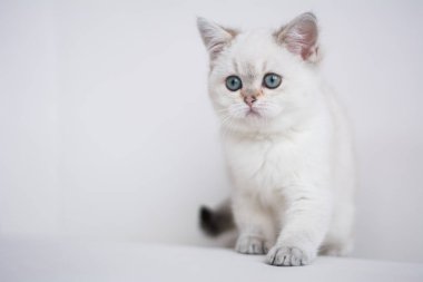 İskoç kedi poz fotoğraf